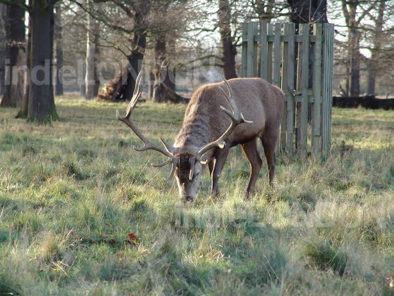 Deer Eating in Bushy Park