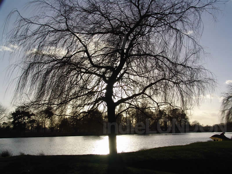 Bushy Park at Dusk